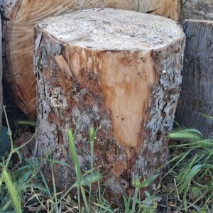 Billot (rondin) en bois naturel
